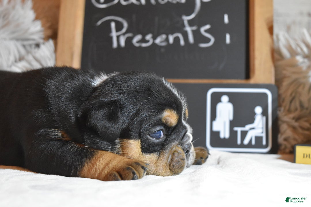 English Bulldog dogs for sale: Stanley - Ad 4