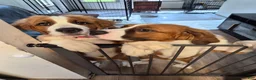 Mixed Breed dogs for sale: First Pick Female St Bernese Puppy dob 6/2/26 - Ad 66