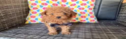 Toy Poodle dogs for sale: Bucky  - Ad 3