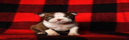 Boston Terrier dogs for sale: Luna  - Ad 3