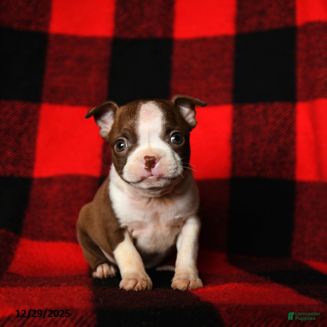 Boston Terrier dogs for sale: Luna  - Ad 3