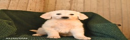Mixed Breed dogs for sale: Ceaser  - Ad 1