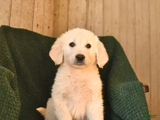 Mixed Breed dogs Ceaser - Ad 10