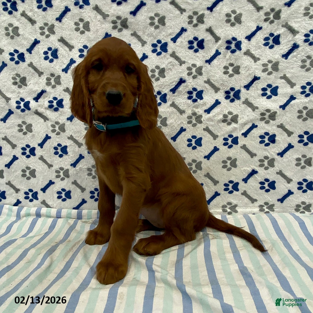 Irish Setter dogs Penny - Ad 3