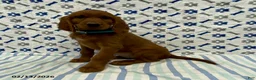Irish Setter dogs for sale: Penny - Ad 1