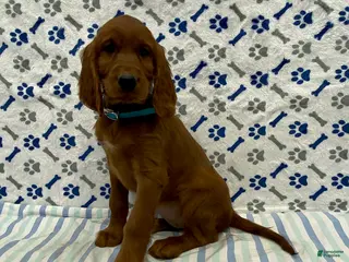 Irish Setter dogs Penny - Ad 3