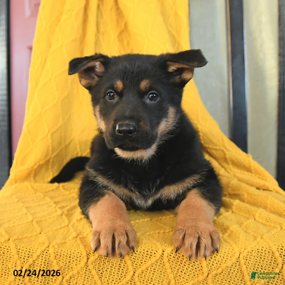 German Shepherd dogs for sale: Gypsy - Ad 4