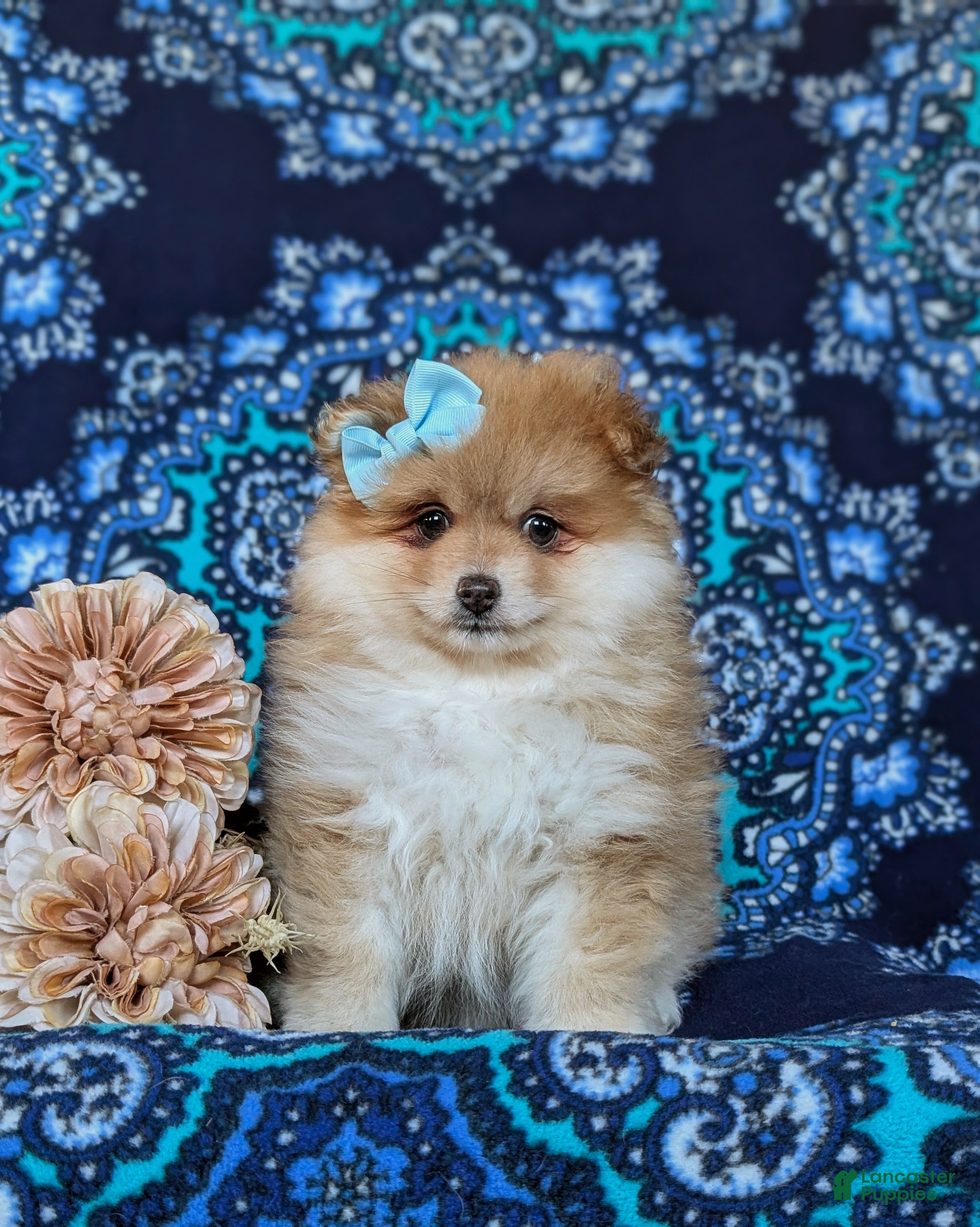 Pomeranian dogs Dyann - Ad 23