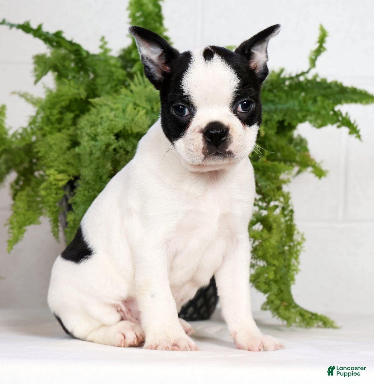 Boston Terrier dogs Jesse - Ad 1