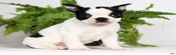 Boston Terrier dogs for sale: Jesse - Ad 1