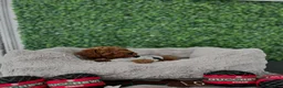 Toy Poodle dogs for sale: Charlie - Ad 2