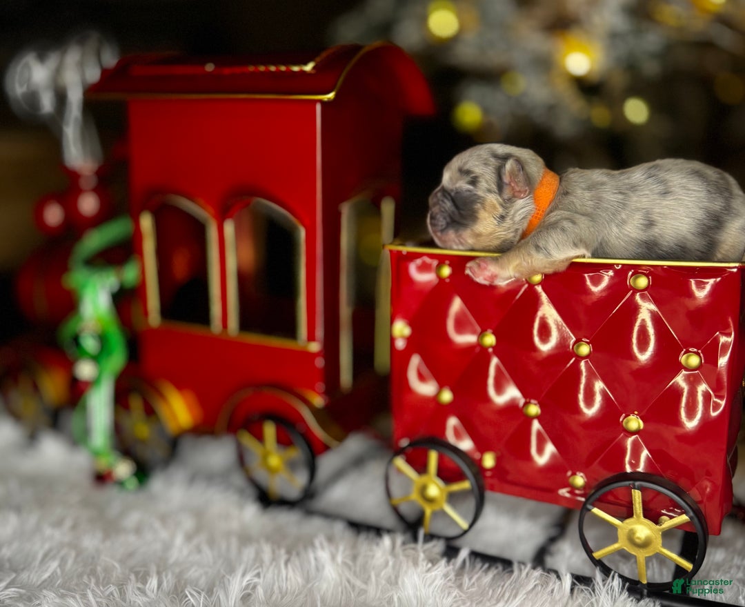 French Bulldog dogs for sale: CUPID - Ad 6