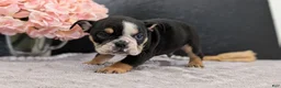 English Bulldog dogs for sale: Ziggy - Ad 6