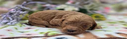 Cockapoo dogs for sale: Cashmere - Ad 6