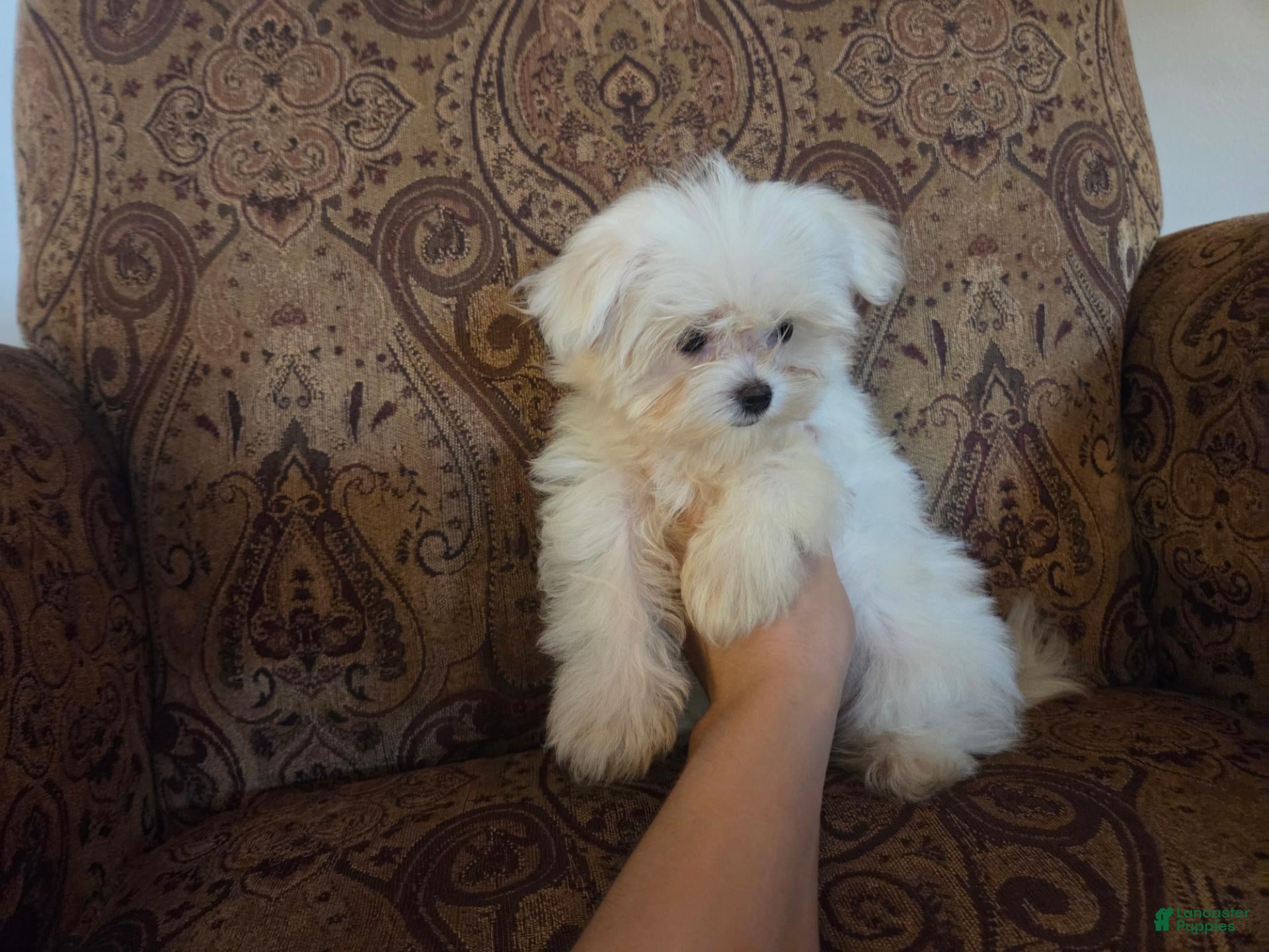 Maltese dogs 4.5 lb Bella Button - Ad 1
