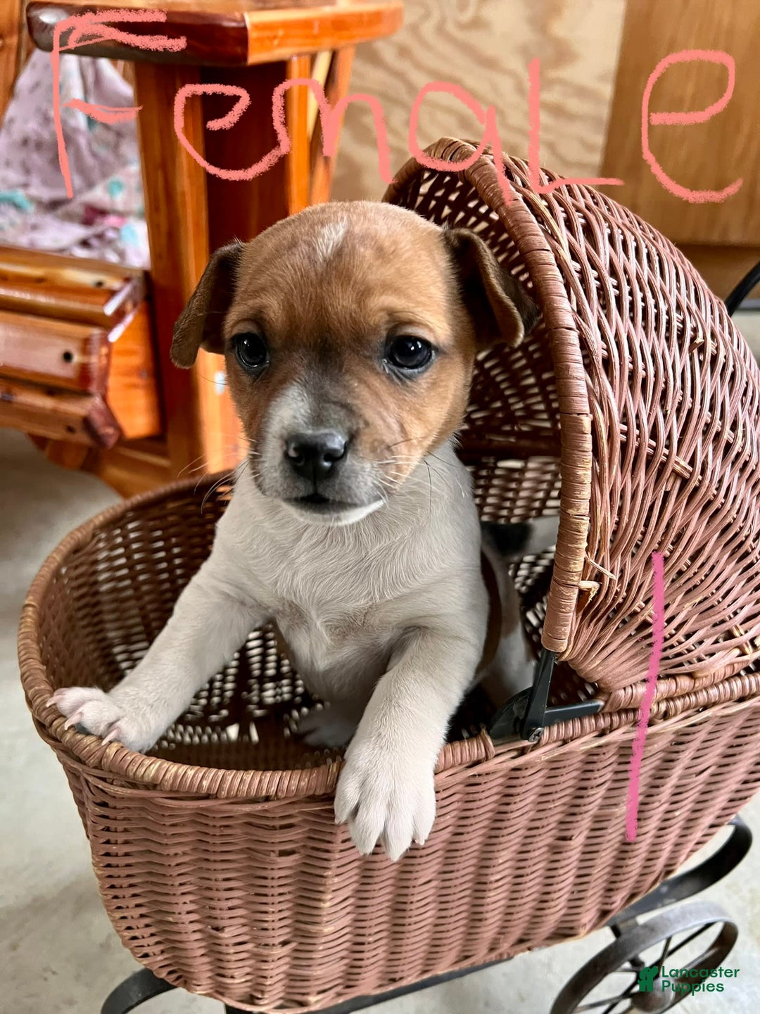 Gallery Image {{count}}