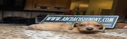 Miniature Dachshund dogs for sale: Smooth red brindle - Ad 6