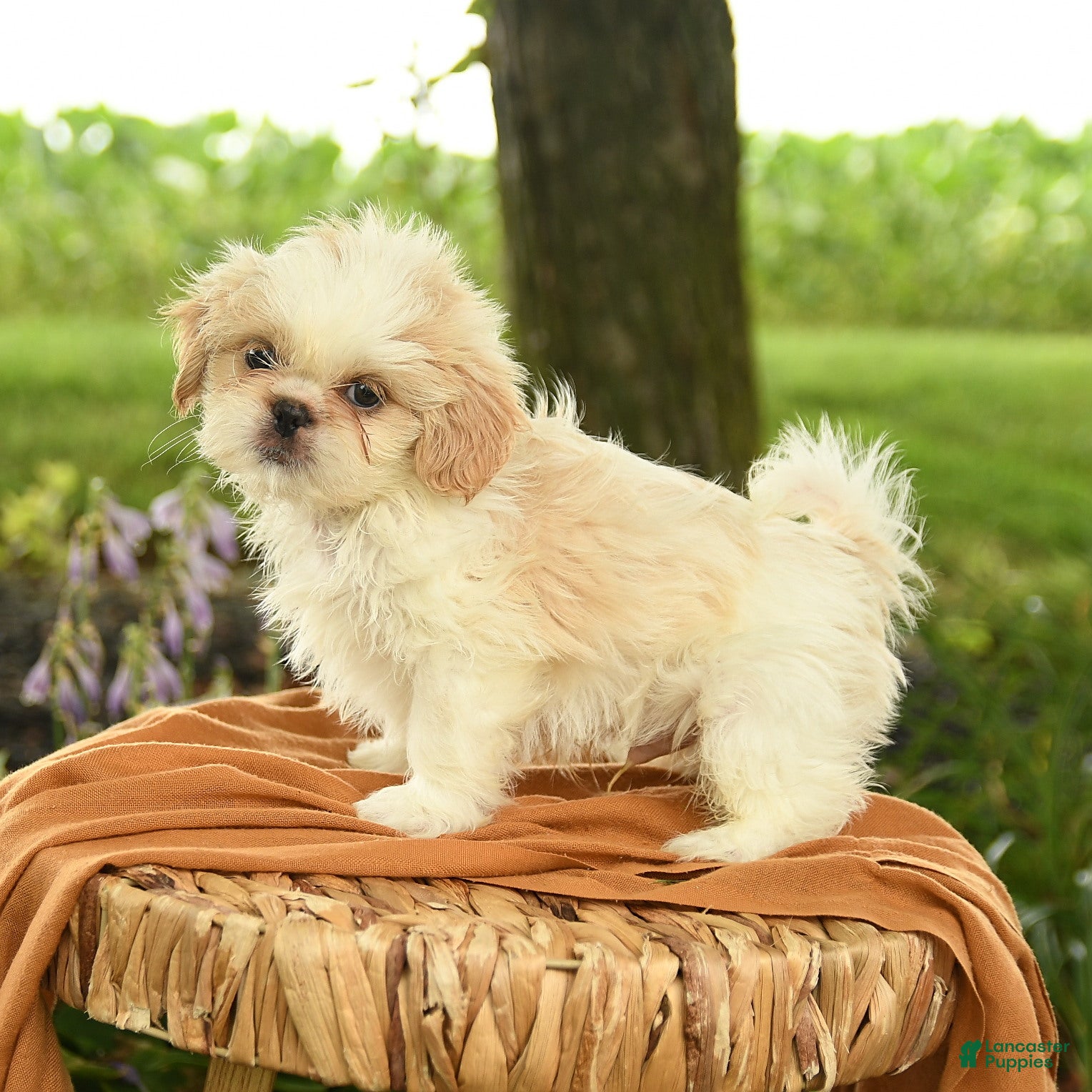 Shih Tzu dogs Zachary - Ad 1