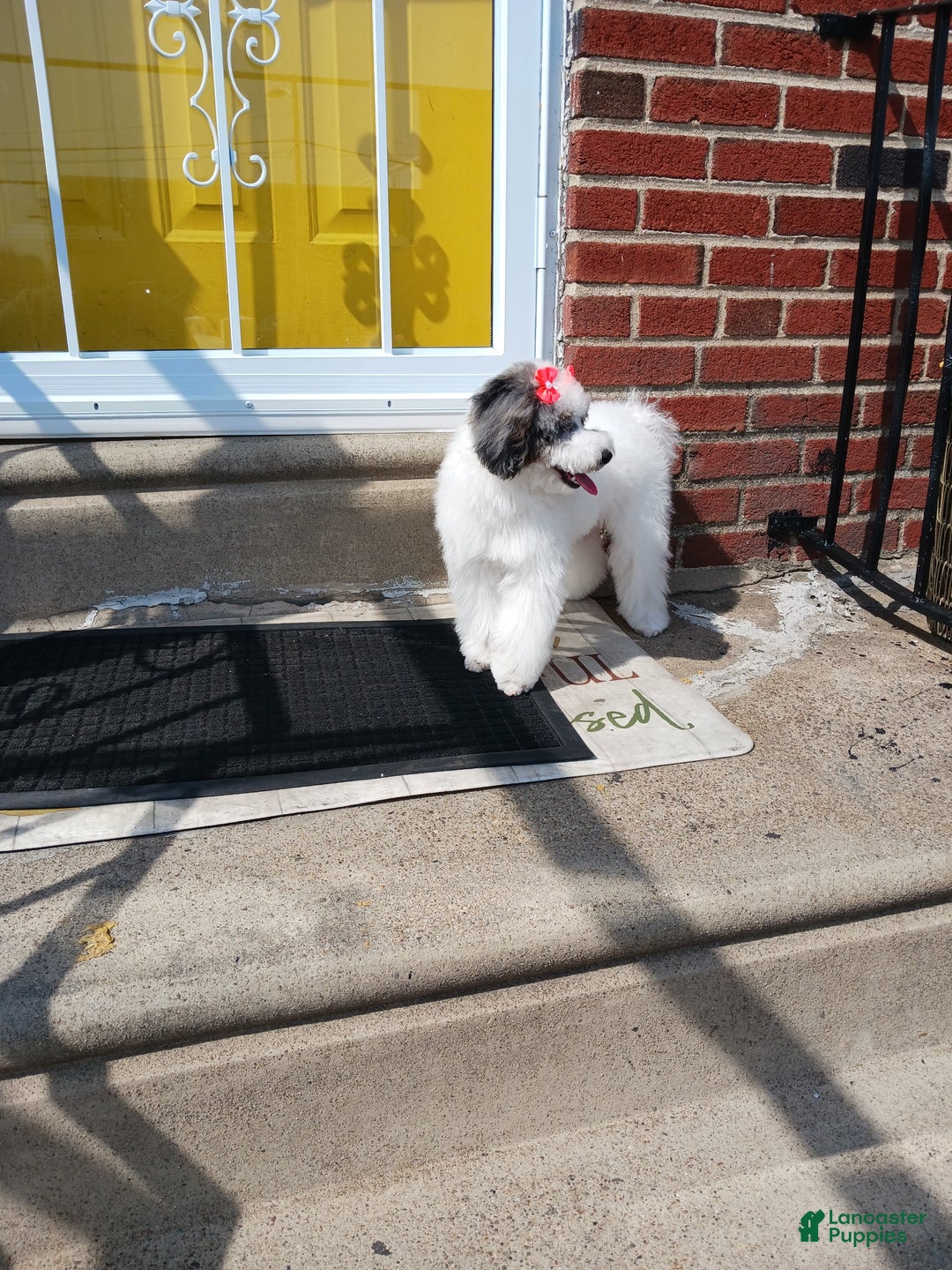 Miniature Poodle dogs for sale: Miniature Poodle Puppy 2 - Ad 3