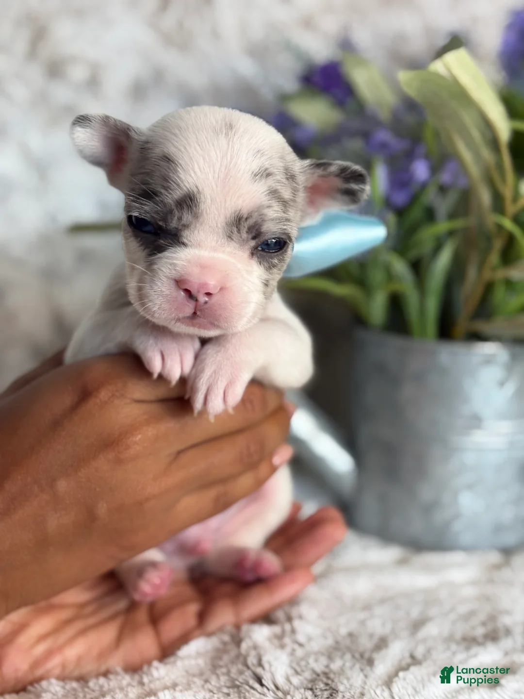 French Bulldog dogs for sale: Miles  - Ad 7