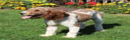 Goldendoodle dogs for sale: Rochelle - Ad 7