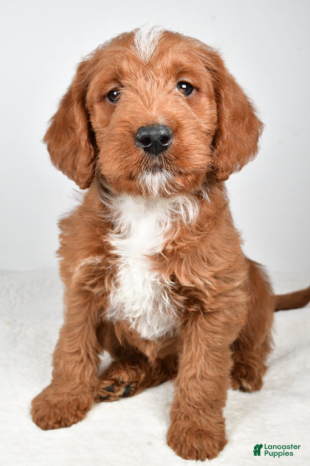 Labradoodle dogs for sale: Nacho - Ad 2