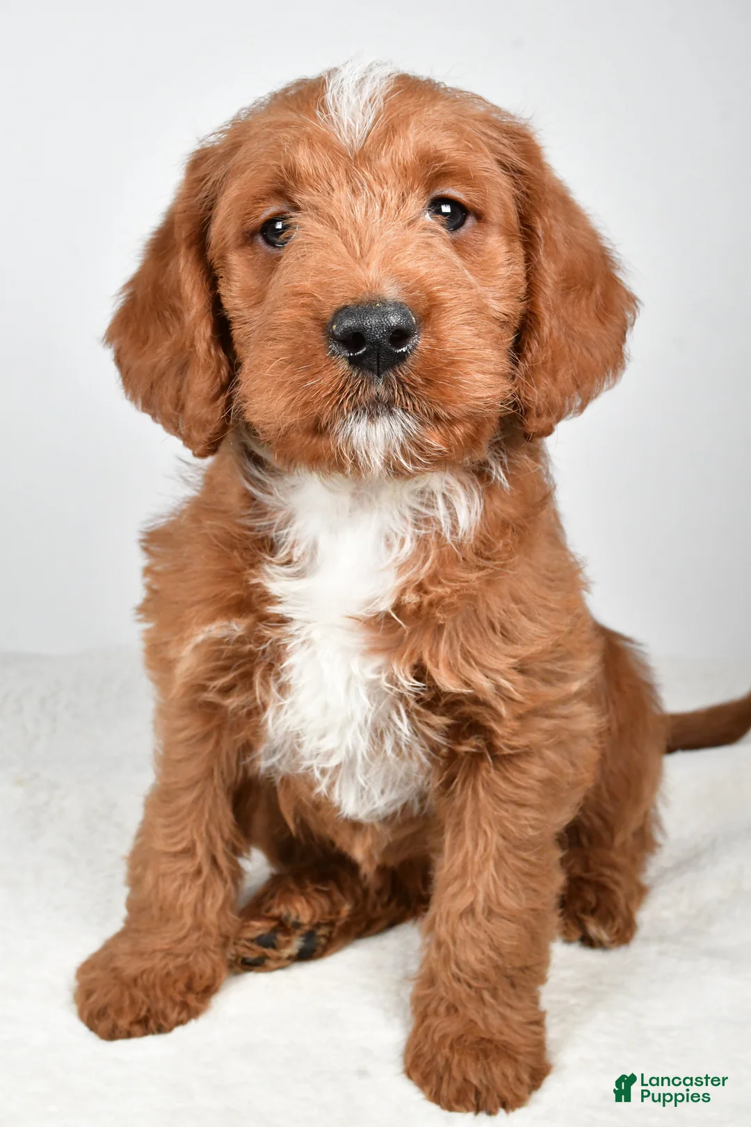 Labradoodle dogs for sale: Nacho - Ad 2