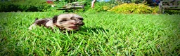 Havapoo dogs for sale: Heavenly - Ad 17