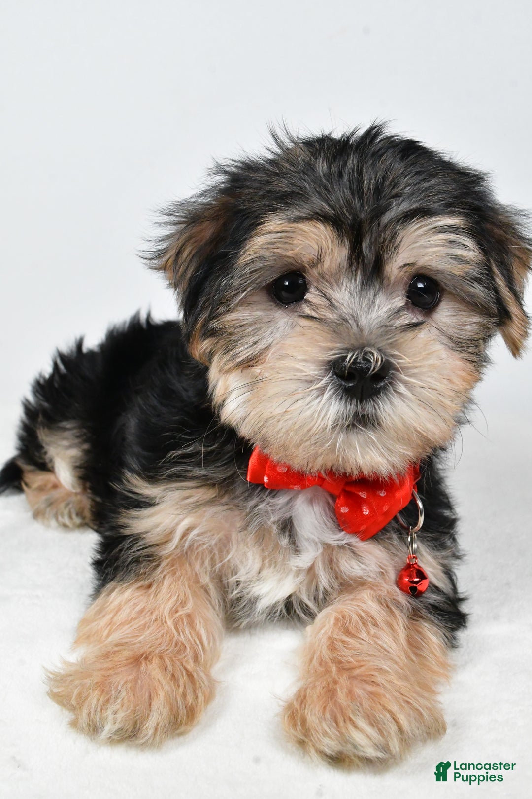 Morkie dogs for sale: Victor - Ad 5