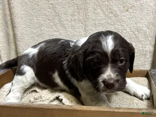 English Springer Spaniel dogs English Springer Spaniel Puppy 6 - Ad 11