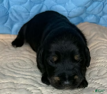 Mixed Breed dogs Tyra - Ad 19