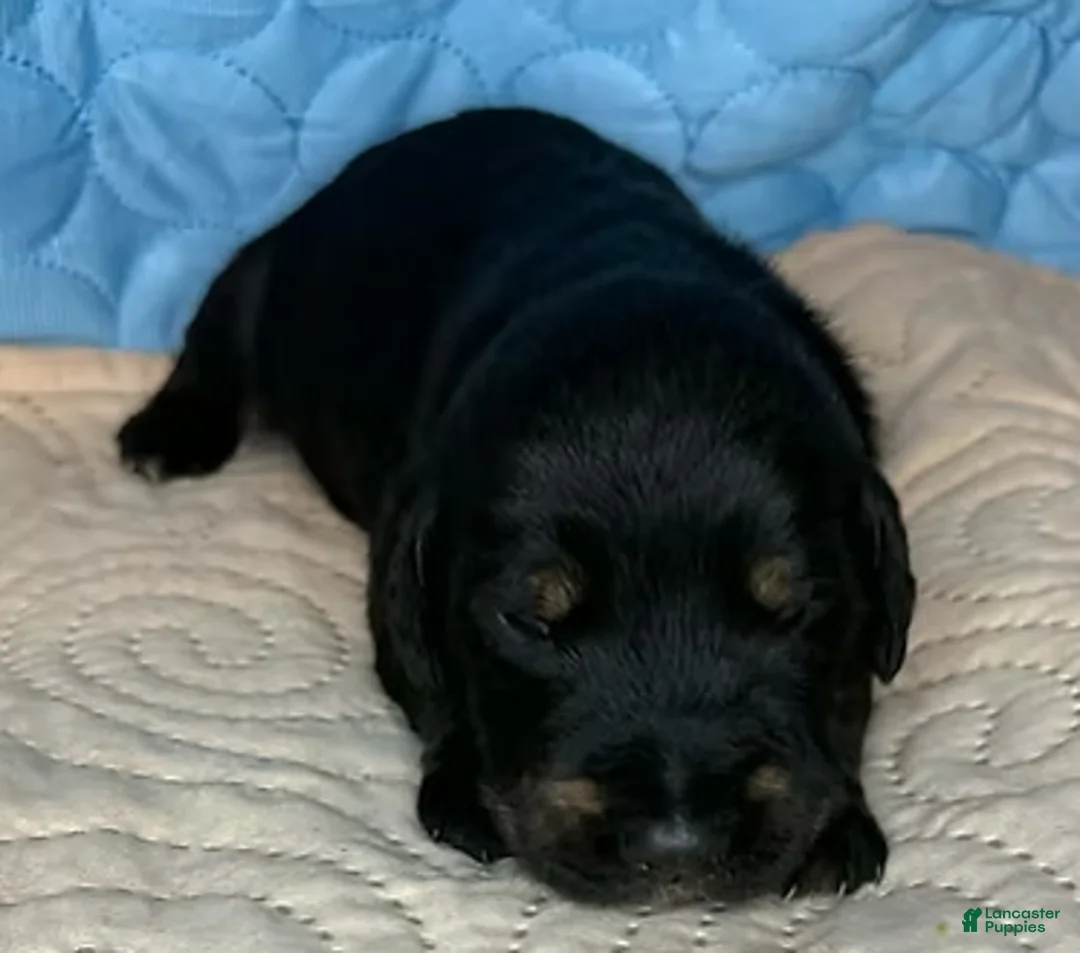 Mixed Breed dogs for sale: Tyra - Ad 1