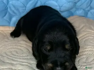 Mixed Breed dogs Tyra - Ad 19