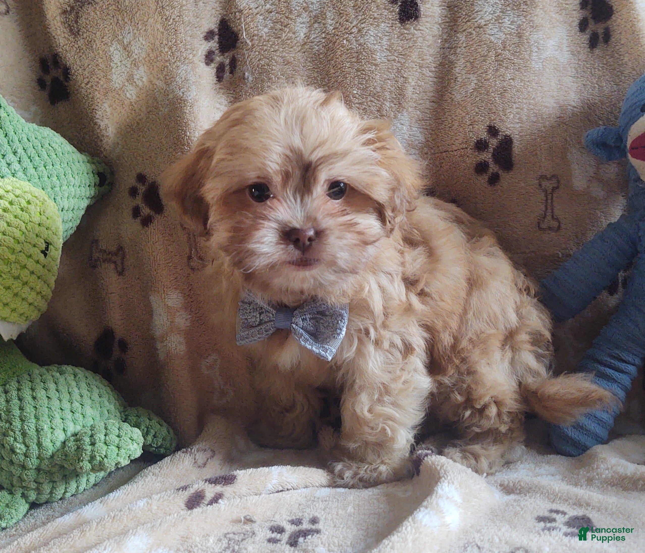 Shihpoo dogs hambone - Ad 6