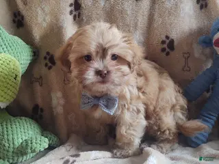 Shihpoo dogs hambone - Ad 6