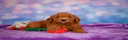 Mini Goldendoodle dogs for sale: ROSCOE - Ad 7