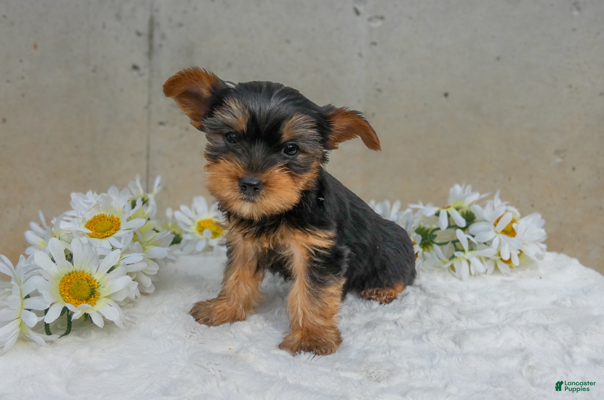 Yorkshire Terrier dogs Jem - Ad 1