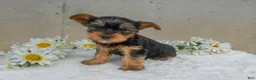 Yorkshire Terrier dogs for sale: Jem - Ad 1