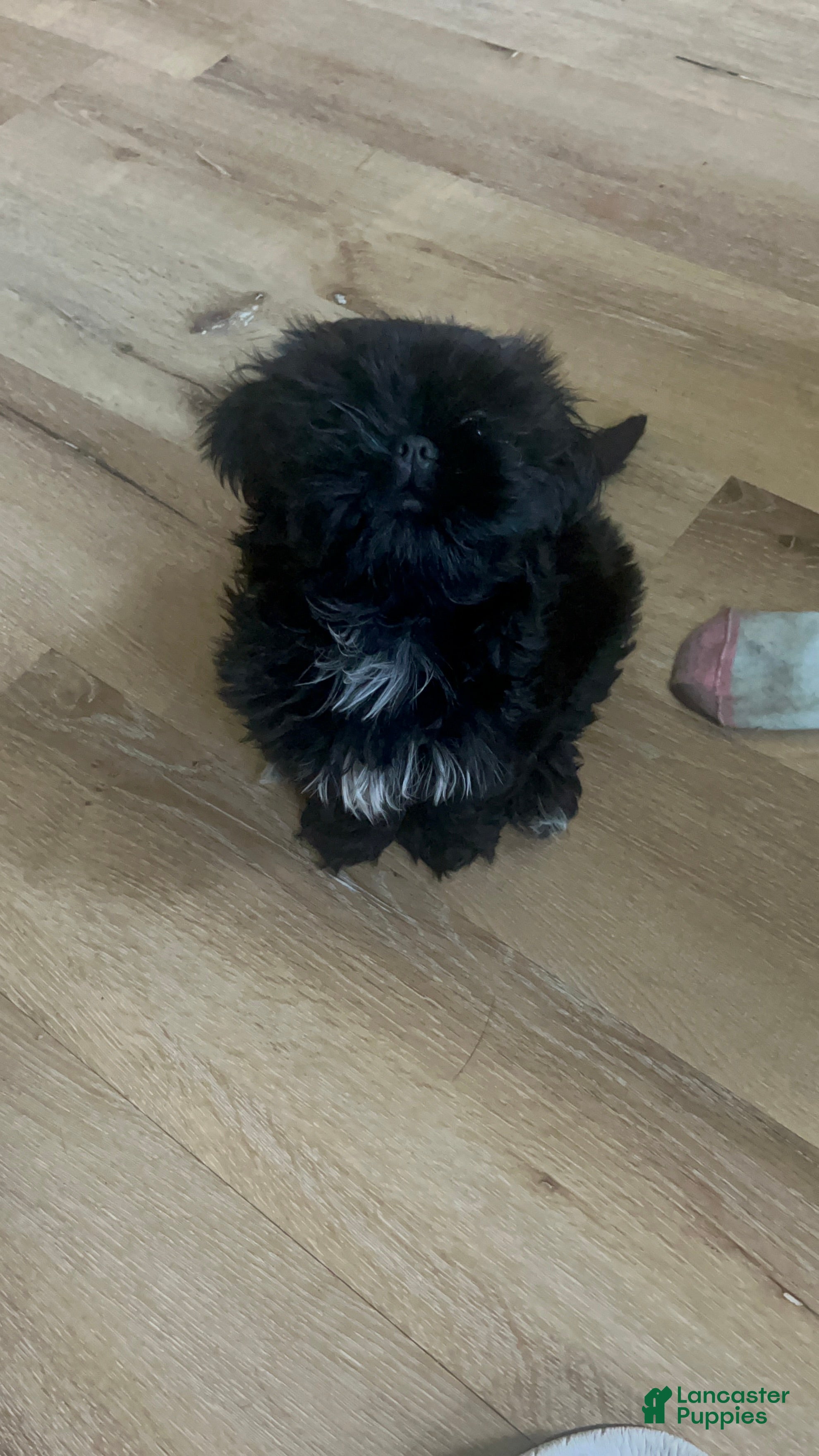 Shih Tzu dogs Shih Tzu Puppy 2 Kupkake - Ad 2