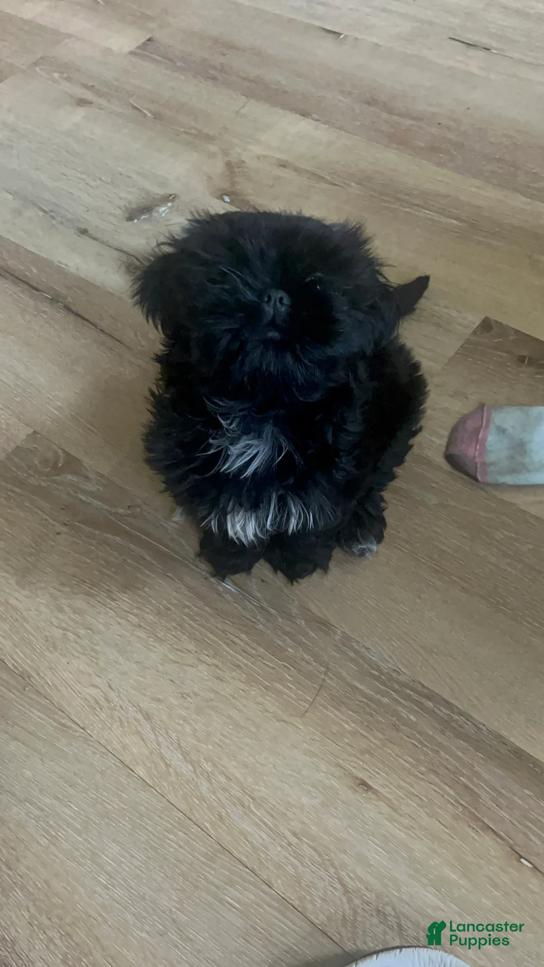 Shih Tzu dogs for sale: Shih Tzu Puppy 2 Kupkake - Ad 2