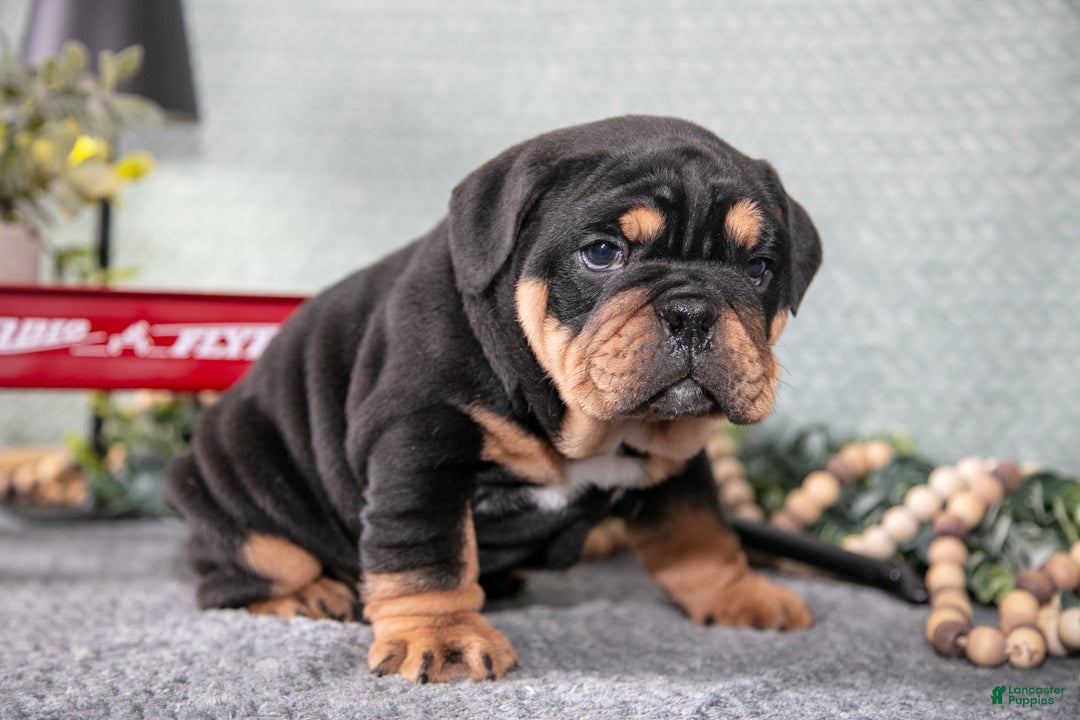 Mixed Breed dogs for sale: Sam - Ad 2