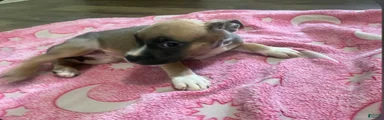 American Pit Bull Terrier 3