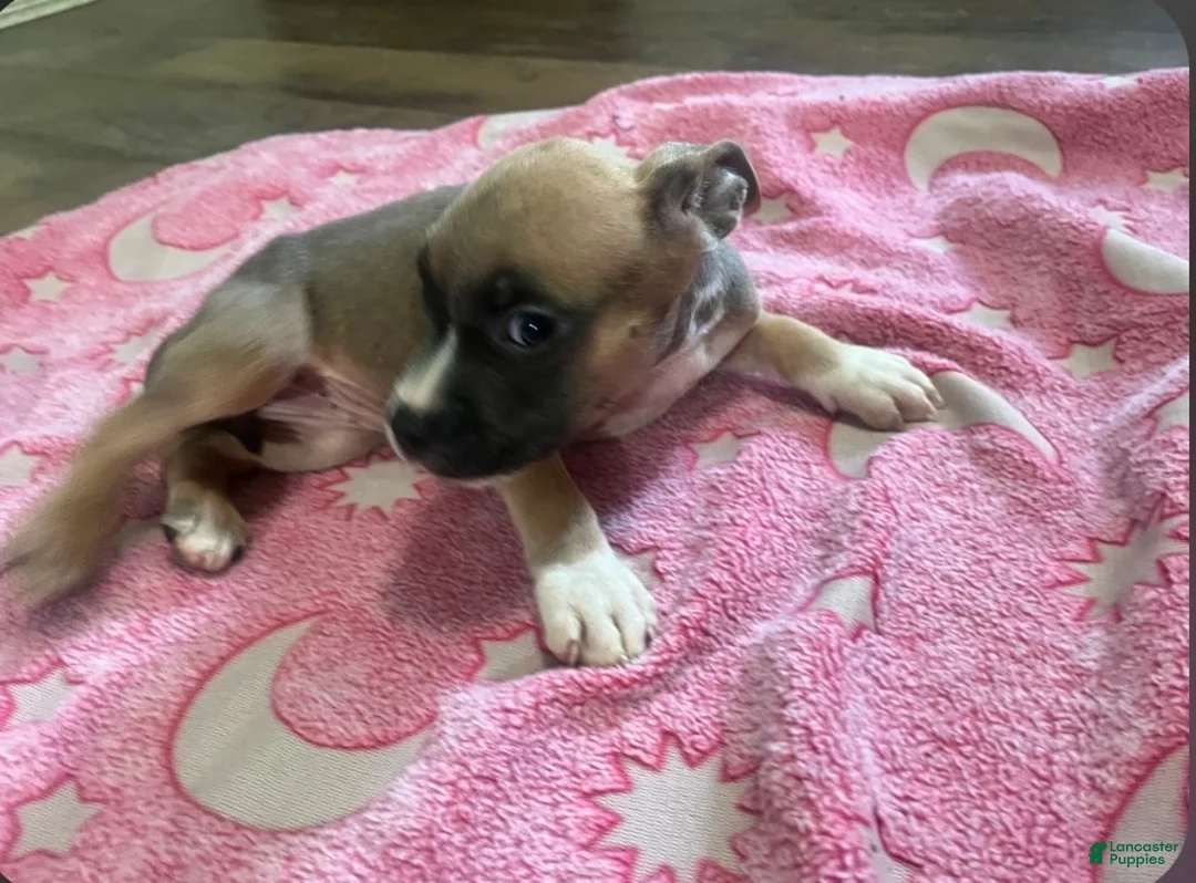 American Pit Bull Terrier dogs for sale: American Pit Bull Terrier 3 - Ad 1