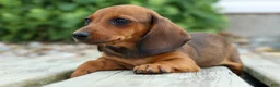 Miniature Dachshund dogs for sale: Sweet Pea 🎀 - Ad 11