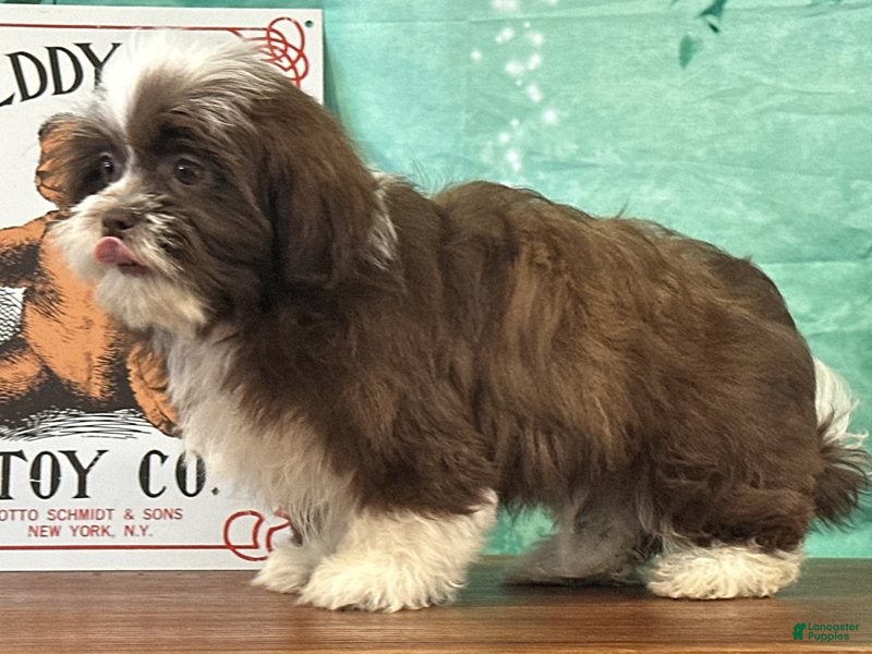 Teddy Bear dogs for sale: Maverick  - Ad 2