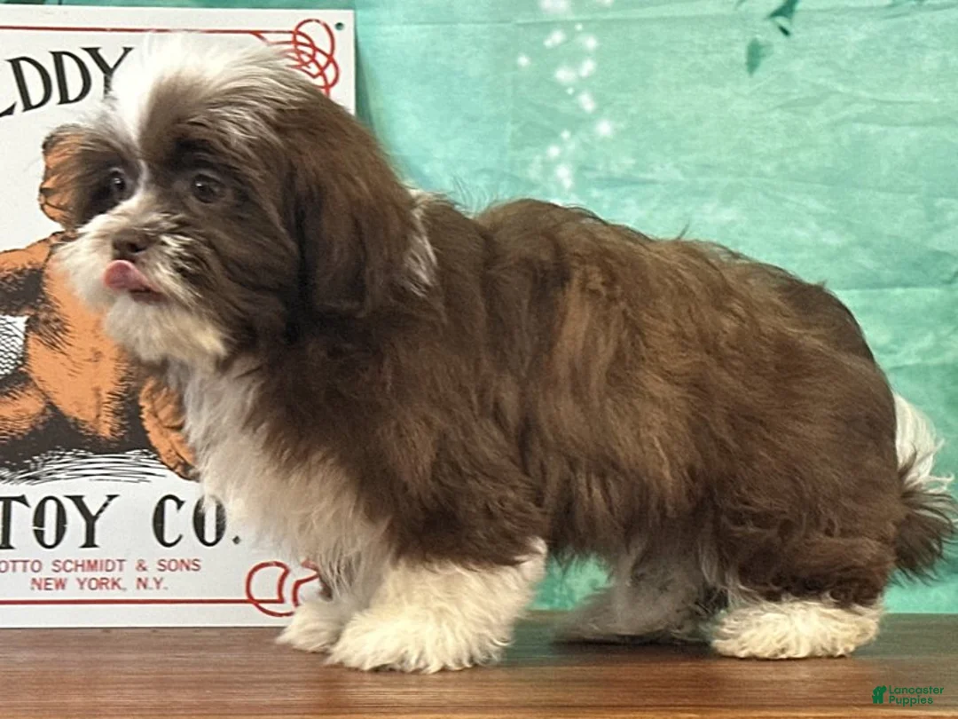 Teddy Bear dogs for sale: Maverick  - Ad 2