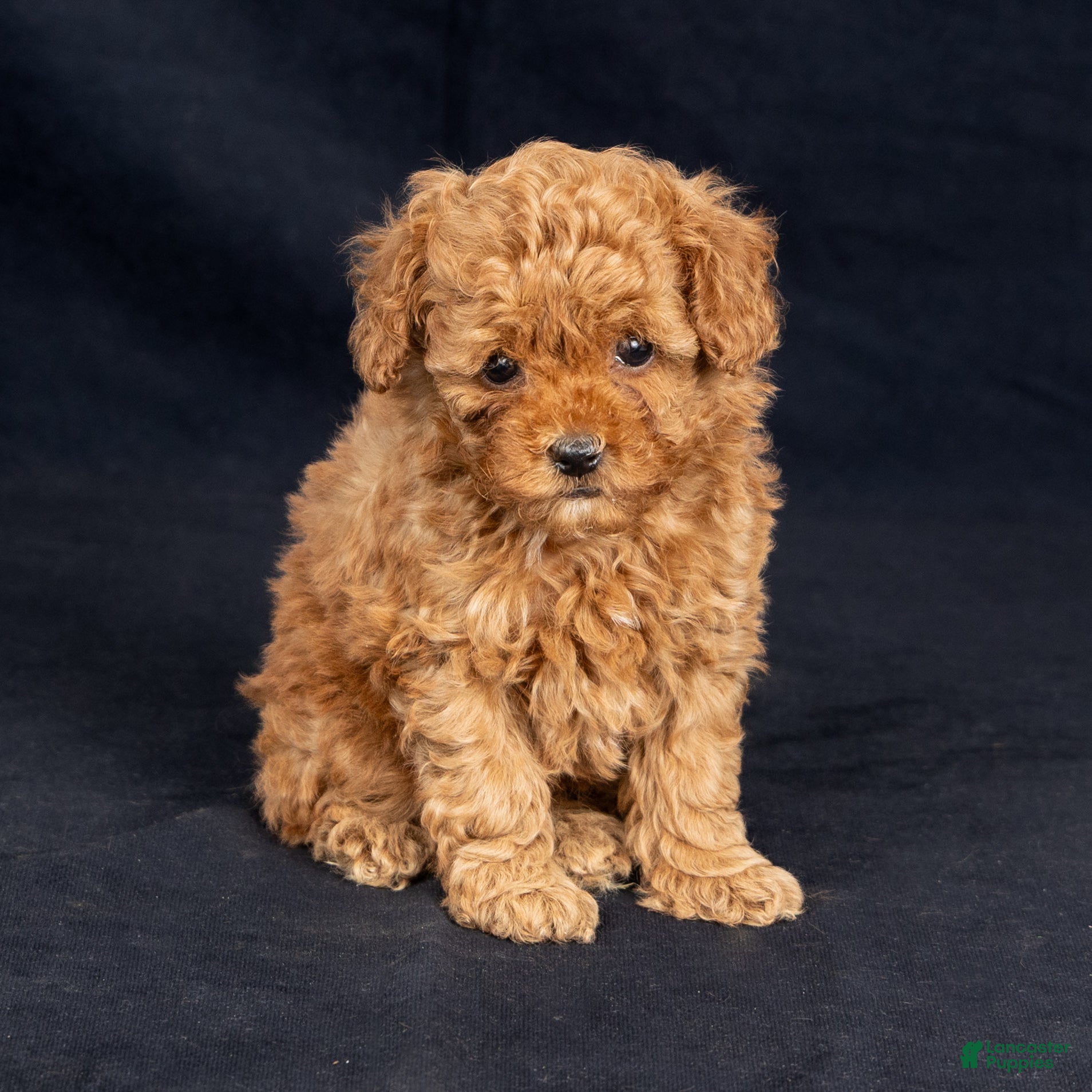 Toy Poodle dogs Emely - Ad 2