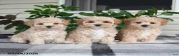 Maltipoo dogs for sale: Lily - Ad 5
