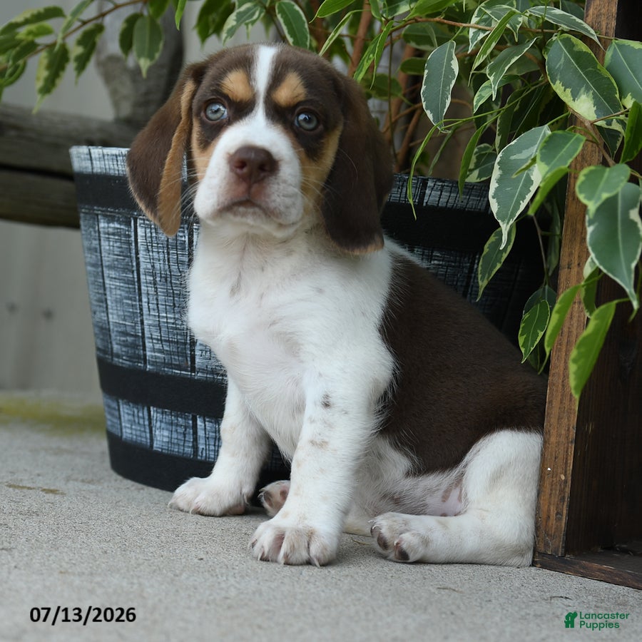 Beagle dogs Venus - Ad 1