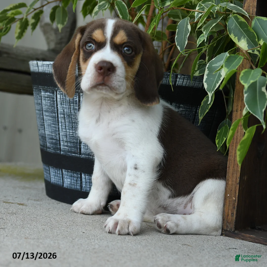Beagle dogs for sale: Venus - Ad 1